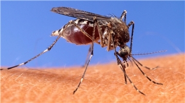 Mit dem West-Nil-Virus übertragen einheimische Mücken seit einigen Jahren einen potenziell tödlichen Erreger. (Archivbild)