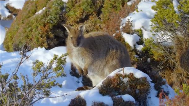 Ein Känguru steht in einer Landschaft