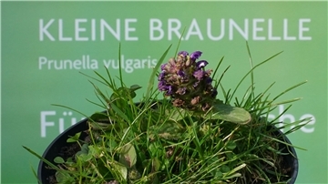 Mit der Wahl der Kleinen Braunelle zur „Blume des Jahres 2023“ soll auf den schleichenden Verlust heimischer Wildpflanzen aufmerksam gemacht werden.