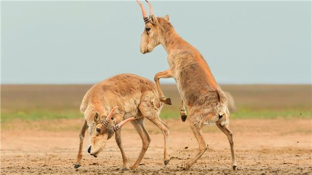 Auf der Lauer für spannende Tierfotos Mit diesem Foto von kämpfenden Antilopen hat ein Forscher einen Wettbewerb gewonnen.