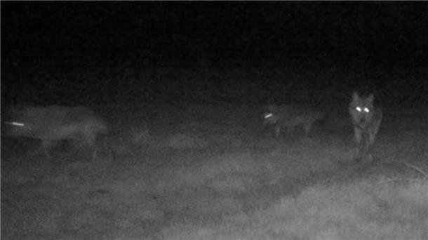 Mehrere Wölfe werden in Heerstedt von einer Fotofalle aufgenommen. Mit einem eigenen Wolfsmonitoring hat die Jagdgenossenschaft Dutzende Sichtungen im Laufe des Jahres 2022 dokumentiert. 