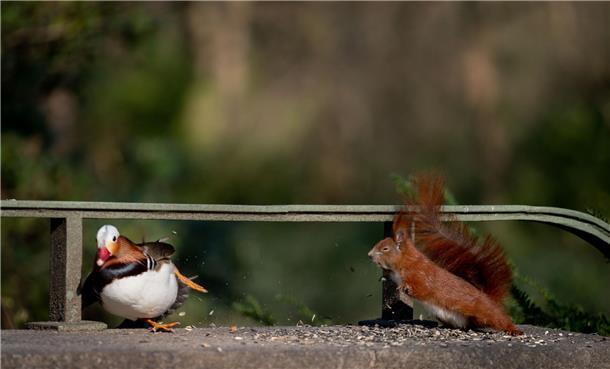 Eichhörnchen und Ente