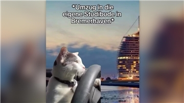 Eine Katze an einem Autosteuer, im Hintergrund ein Hotel im Sonnenuntergang. Zu lesen ist "*Umzug in die eigene Studibude in Bremerhaven*" Mit einem originellen Katzenvideo zum „Student-Life-Cycle“ – hier ein Screenshot aus dem Beitrag – hat das Marketingteam der Hochschule Bremerhaven beim Social Media Preis des Bundesverbands Hochschulkommunikation den zweiten Platz belegt.