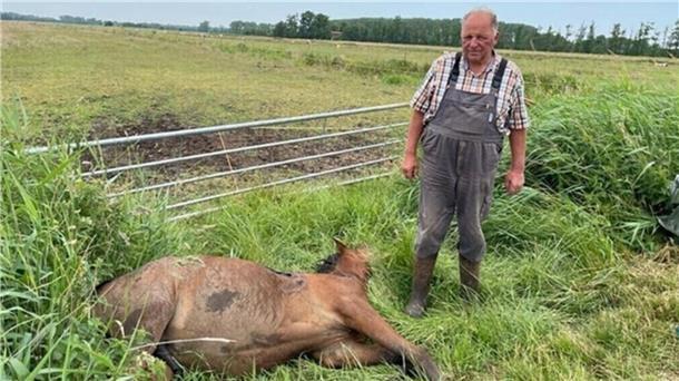 Mit einer klaffenden Wunde an der Bauchseite, mit Verletzungen am Hals und an der Kruppe zog Uwe Wichers den Hannoveraner-Jährling völlig entkräftet aus dem Graben. Das Pferd wurde an Ort und Stelle auf der Weide in Isensee eingeschläfert.