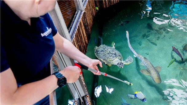 Mit Haien im großen Haibecken des Aquariums Wilhelmshaven zu schwimmen, macht Meeresschildkröte Ernie nichts aus. 
