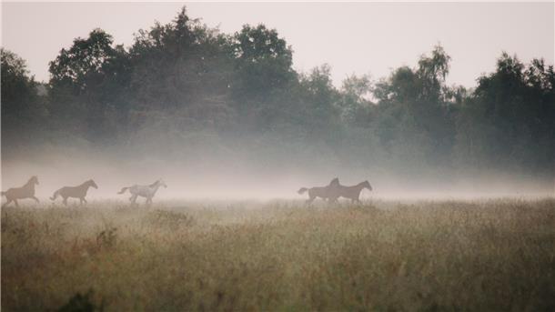 Pferde laufen bei Nebel durch die Landschaft. 