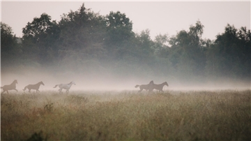 Pferde laufen bei Nebel durch die Landschaft. 
