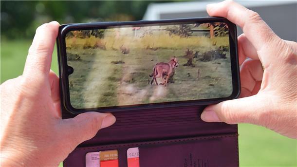 „Größer als Schäferhund“: Foto aus Blexen zeigt wahrscheinlich Wolf Mit ihrem Handy hat die Blexerin Ramona Krengel das Tier am Donnerstagmorgen fotografiert. Für die Kreiszeitung hat sie die Szene später nachgestellt.