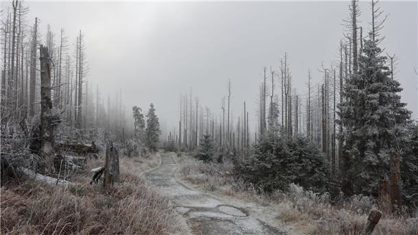 Mit Raureif bedeckt ist die Landschaft im Nationalpark Harz am Brocken.