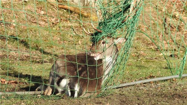 Mit seinem Geweih hat sich der Hirsch im Netz des Fußballtores verfangen. Eine Stunde nach seiner Rettung verschwand das Tier im Wald.