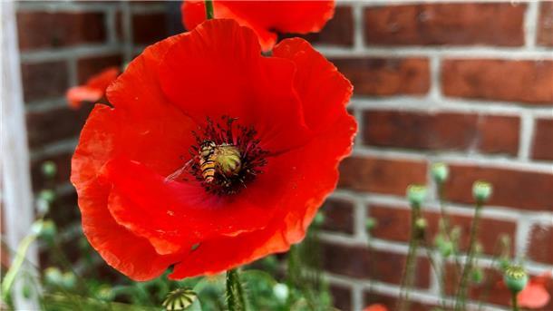 Mit seinen leuchtend roten Blütenblättern ist der Klatschmohn ein echter Hingucker im Garten. 