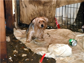 Verwahrloster Hund
