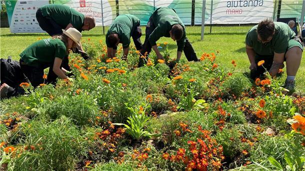 Mitarbeitende eines Gartenbaubetriebs pflanzen sommerliche Gewächse wie Goldmarie, Mädchenauge und Ringelblumen.
