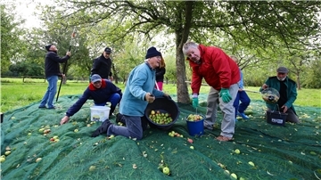 Mitglieder des Bürgervereins Burhave bei der Apfelernte im Bürger-Obstgarten. Die Bäume sind jetzt für jeden zur Ernte freigegeben.
