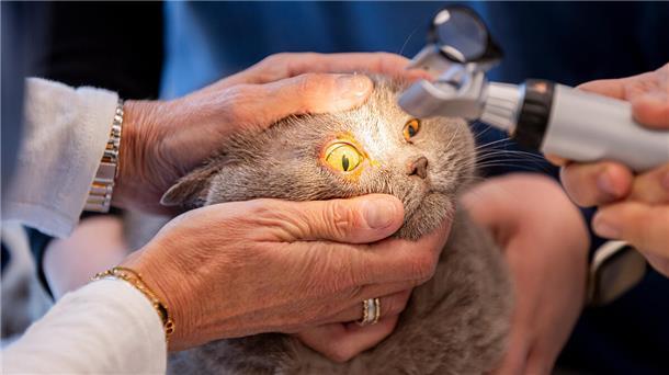 Einer Katze wird mit einem medizinischen Gerät ins Auge geschaut.