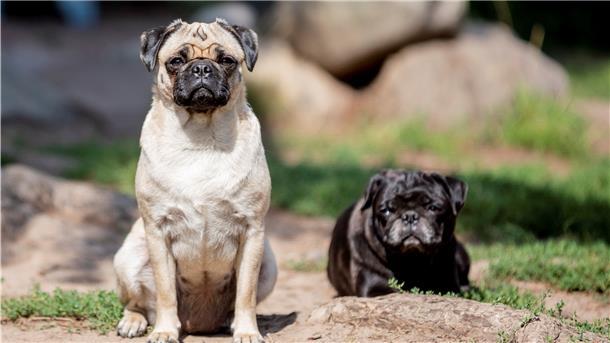 Möpse mit kurzer Schnauze und Glupschaugen sind bei Hundefreunden beliebt. Doch das Leid der Tiere durch extreme Zucht ist groß. Der oder die Tierschutzbeauftragte des Landes Bremen soll sich auch mit dem Thema Qualzucht befassen.