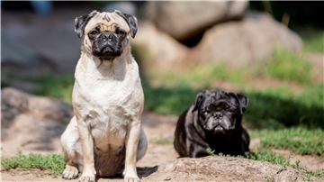Möpse mit kurzer Schnauze und Glupschaugen sind bei Hundefreunden beliebt. Doch das Leid der Tiere durch extreme Zucht ist groß. Der oder die Tierschutzbeauftragte des Landes Bremen soll sich auch mit dem Thema Qualzucht befassen.