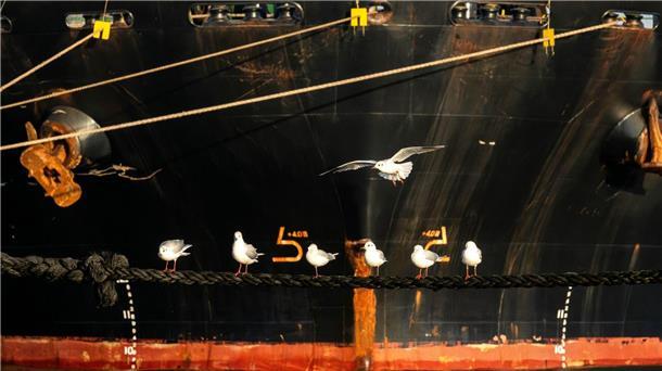 Ermittlungen zum tödlichen Schiffsunfall Möwen vor dem Frachtschiff „Polesie“.