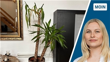 Zweigeteiltes Bild: links eine Wohnzimmer-Palme, rechts Reporterin Marie Petersen