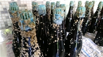 Monatelang schwimmt das Seepockenbier in der Elbe. In dieser Zeit setzen sich die kleinen Tierchen am Glas ab - und verleihen den Flaschen ihre unverwechselbare Optik.