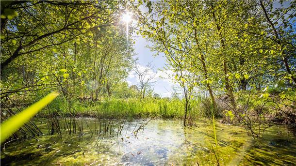 Grünes Moorwasser ist umsäumt von grüner Vegetation.