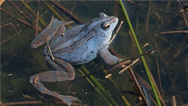 Vom Aussterben bedroht: Moorfrosch ist Lurch des Jahres Moorfrosch-Männchen schimmern in der Balzzeit violett.
