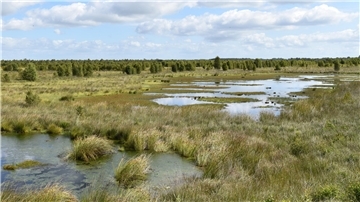 Feuchte Flächen im Ahlenmoor