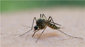 Mücken sind Überträger des West-Nil-Virus.