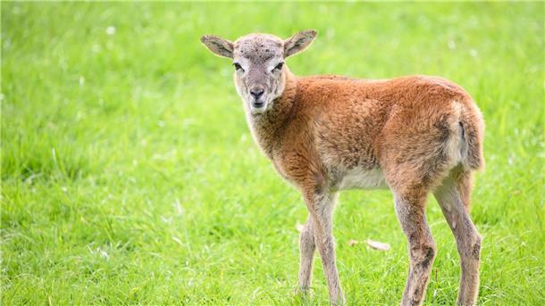 Mufflon Lamm „Hannah“ steht im Gehege im Tiergarten Hannover.