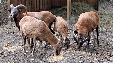 Mufflons sind genügsam und bekommen im Tierpark Cuxart Mais, Äpfel und Karotten zu fressen. 