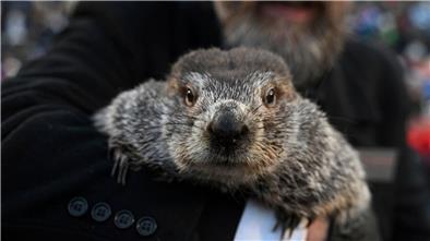Murmeltier Phil hat zum Murmeltiertag in den USA „gesprochen“.