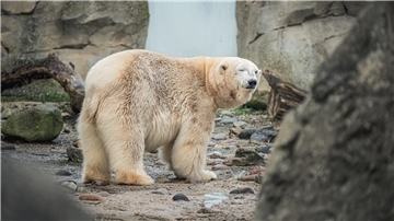 Eisbär-Zwillinge verlassen Zoo am Meer – Was wird aus Mama Valeska? Ein Eisbär im Zoo am Meer steht auf der Anlage. Er scheint zu zwinkern.