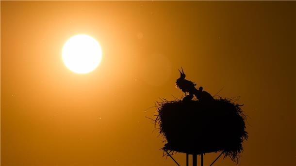 Land will Millionen für Klimafolgenanpasser zahlen Nach Angaben des Umweltministeriums ist die Temperatur in Niedersachsen um 1,9 Grad seit 1881 angestiegen. Das zwingt die Kommunen zu mehr Hitzeplanung. (Symbolbild)