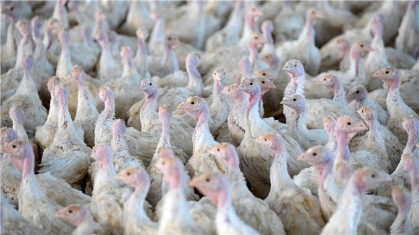 Nach der Feststellung der Geflügelpest in einem Putenstall im Landkreis Cloppenburg mussten die Tiere getötet werden. (Symbolfoto) 