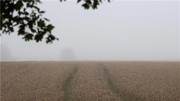 Schwache Ernte beim Wintergetreide Nach der schwachen Ernte bleibt für viele Bauern die Frage, was finanziell am Ende übrig bleibt. (Archivfoto)