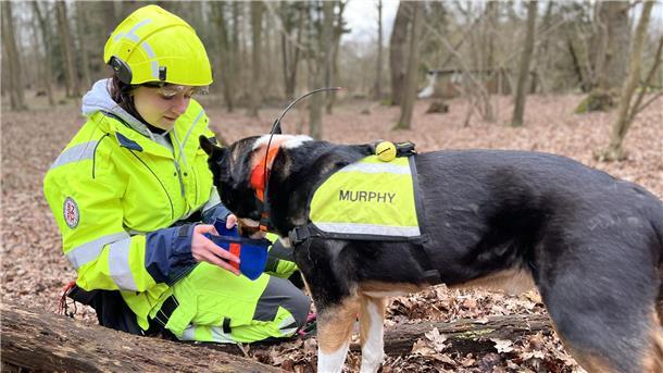 Hundeführerin in gelber Arbeitskleidung mit Helm belohnt ihren Mischling Murphy. Er trägt eine gelbe Weste.