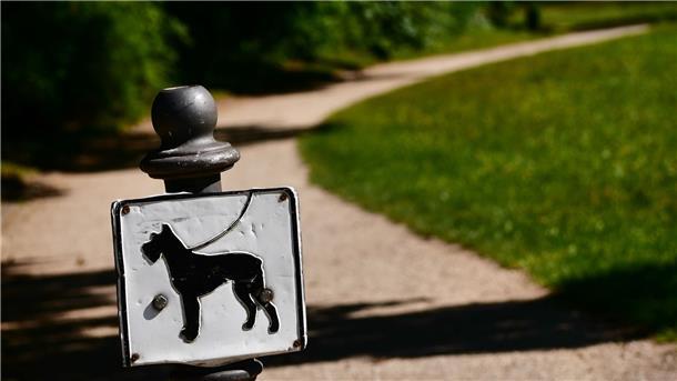 Nach sieben Jahren ist ein verschollener Hund in Wien wieder aufgetaucht (Symbolbild).