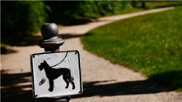 Nach sieben Jahren ist ein verschollener Hund in Wien wieder aufgetaucht (Symbolbild).