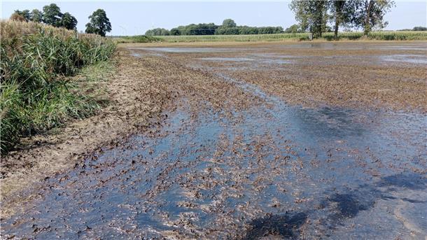Nach und nach fließt das vergorene Wasser von den Flächen - hier an der Aue/Mehde - ab. Mit ihm gelangen Unmengen organischen Materials in die Bäche und Gräben und zehren den verbliebenen Sauerstoff auf.