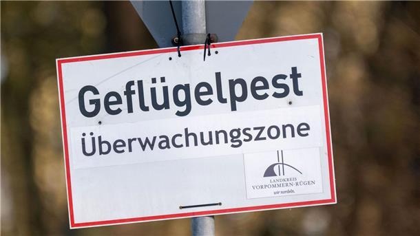 Vogelgrippe breitet sich aus – Tausende Kraniche verendet Nach Vogelgrippe-Ausbrüchen in zwei Geflügelhaltungen in Vorpommern mussten rund 150.000 Tiere gekeult werden. (Archivbild)