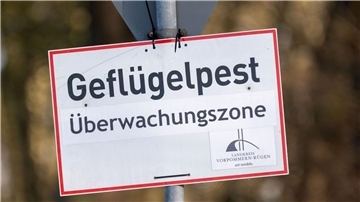 Vogelgrippe breitet sich aus – Wie gefährlich ist das? Nach Vogelgrippe-Ausbrüchen in zwei Geflügelhaltungen in Vorpommern mussten rund 150.000 Tiere gekeult werden. (Archivbild)