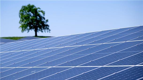 Bild einer Freiflächen-Photovoltaikanlage mit Grünland und Baum im Hintergrund