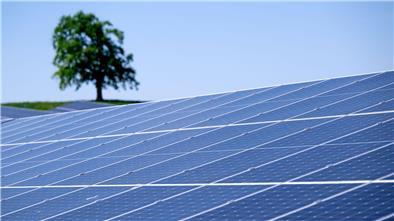 Bild einer Freiflächen-Photovoltaikanlage mit Grünland und Baum im Hintergrund