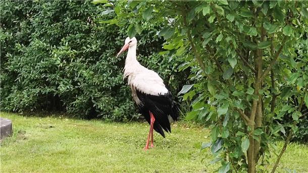Nachdem der Storch aus dem Pool befreit wurde, trocknet er zuerst im Garten.