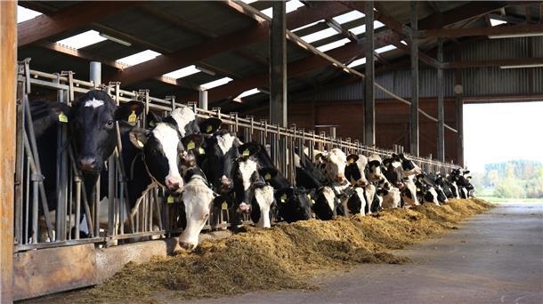 Nachwuchs im Kuhstall: Jährlich werden drei Millionen Befruchtungen mit Sperma von Masterrind durchgeführt - zwei Drittel davon sind erfolgreich.