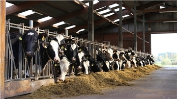 Nachwuchs im Kuhstall: Jährlich werden drei Millionen Befruchtungen mit Sperma von Masterrind durchgeführt - zwei Drittel davon sind erfolgreich.