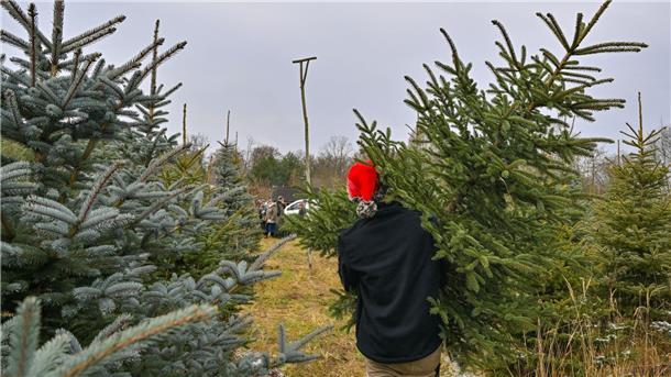 Warum behält der Tannenbaum seine Nadeln? Nadelbäume können das ganze Jahr über Sonnenenergie sammeln. (Archivbild)