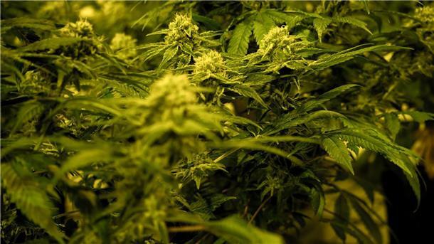 Cannabis-Legalisierung - sinnvoll oder gefährlich? Nahaufnahme einer THC-haltigen medizinischen Cannabispflanze in einer Zuchtanlage.