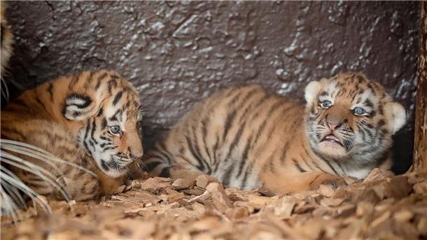 Tigerzwillinge kommen in Tierpark zur Welt Namen haben die Zwillinge noch nicht bekommen.