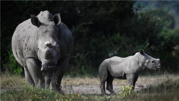 Große Sorge um Nashornbestände - trotz vereinzelter Erfolge Nashorn-Nachwuchs im Akagera-Nationalpark in Ruanda.